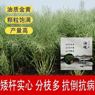 油菜种子四川甘蓝型杂交种油魂矮杆抗倒伏产量高秋季增产油菜籽