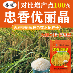忠香优丽晶天府透明度一级水稻种子浓香长粒优质米大穗稻谷种籽