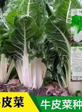 牛皮菜种籽根达菜籽蔬菜种子