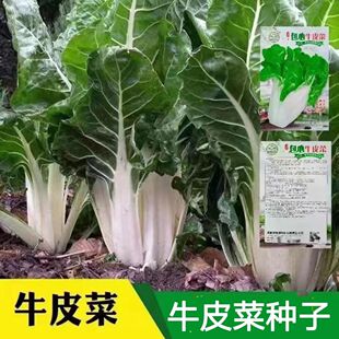四川牛皮菜种子白梗厚皮菜种子根达菜种籽牛皮菜籽春秋蔬菜种子