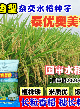 泰优奥美香水稻种子长粒杂交谷种