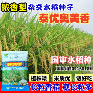 泰优奥美香水稻种子杂交长粒香稻谷种子国审稻米质优饭好吃中熟
