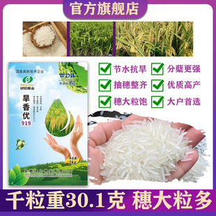 原装正品旱香优919杂交水稻耐热耐旱节水抗病抗倒旱稻种