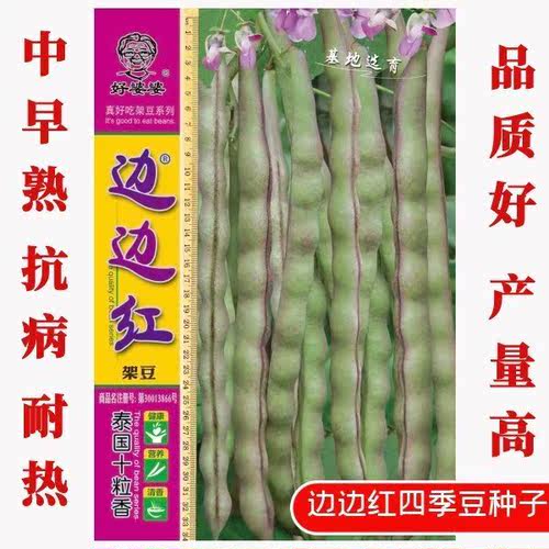 四季豆种子富新源早中熟结荚多