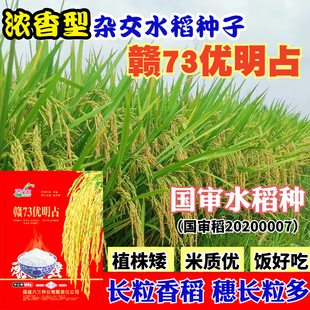 赣73优明占水稻种子长粒香米杂交水稻种籽米质优饭好吃稻谷种中熟