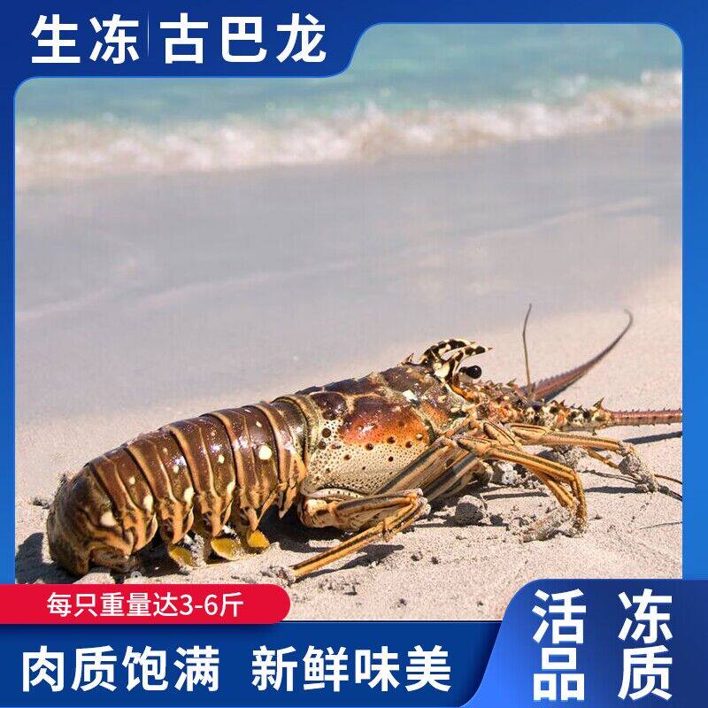 生冻古巴龙虾鲜活鲜冻大龙虾澳洲龙虾波士顿青龙红龙南非龙海鲜新