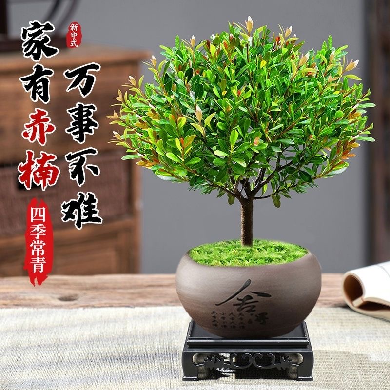 小叶赤楠陶瓷盆景树苗绿植