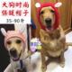 金毛拉布拉多大型犬帽子 大狗卖萌保暖帽子毛线针织宠物可爱变身装