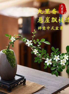 小叶飘枝九里香盆栽中式盆景