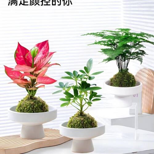 苔藓球水培植物桌面小盆栽