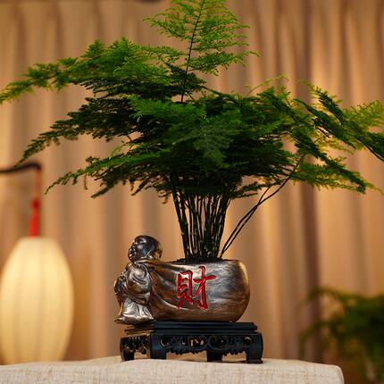 招财|文竹文人禅意室内茶桌书桌高级文雅绿植盆栽盆景植物