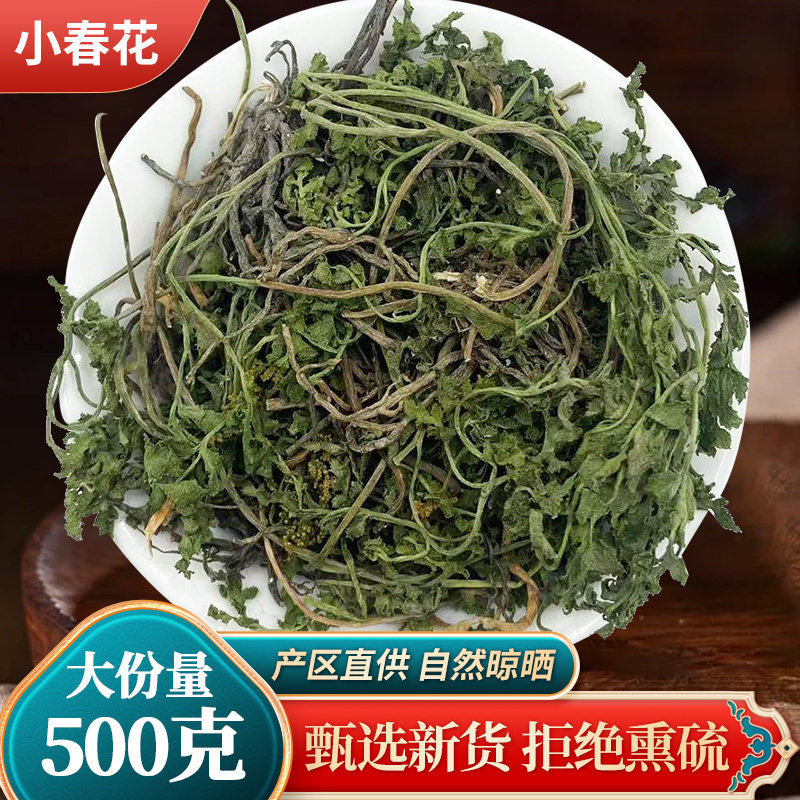 小春花破天阴地蕨金鸡不见中药材图片