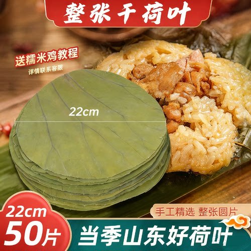 新鲜天然荷叶整张干圆形22CM