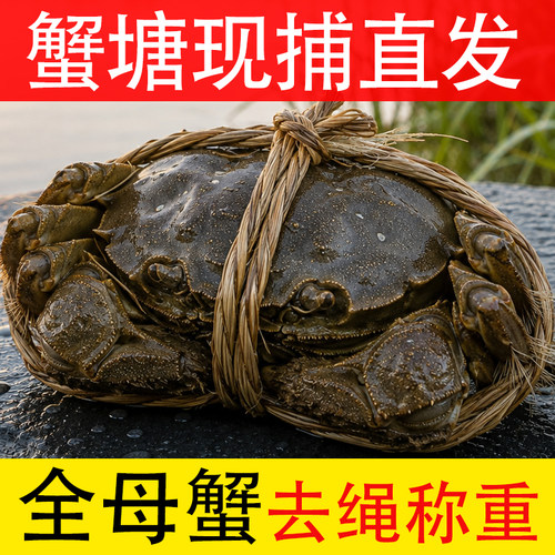 全母蟹蟹农产地直发去绳称重