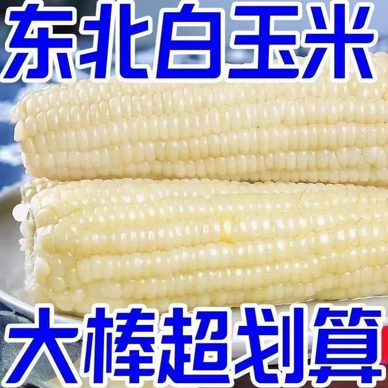 碧江雪玉东北2025白糯玉米