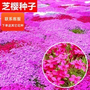 丛生芝樱花种子福禄考室内庭院景观花海花籽五色梅四季开花种籽子