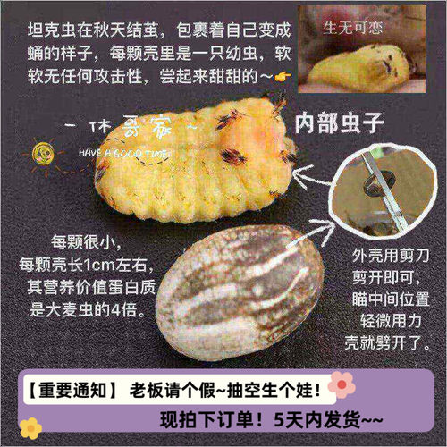 高蛋白长胖增肥坦克幼体仓鼠零食