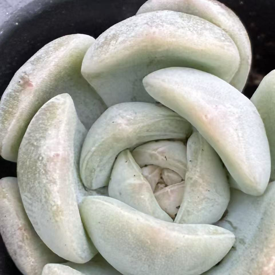 多肉白恋105孔45元包邮多肉植物组合套餐好养精品肉肉好养盆栽