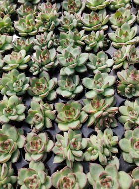 【多肉基地直批】105颗月亮石48包邮 2-3cm 带穴盘发货 多肉批发