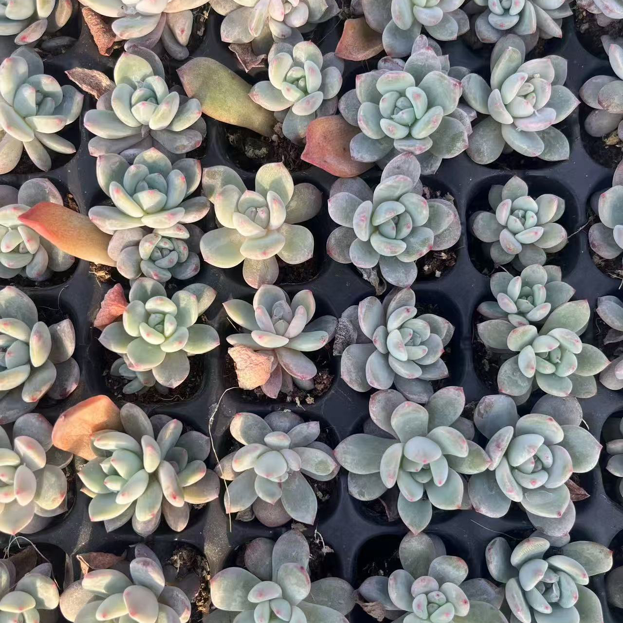 橙梦露穴盘苗，一盘105个，109元