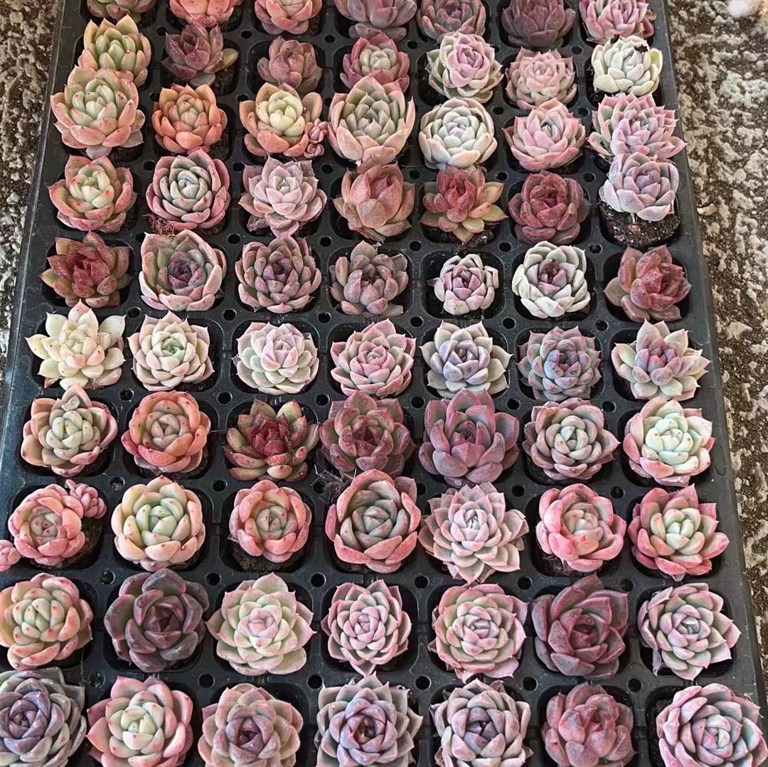 多肉植物杂交,月影系橙子杂混分不清品种没有名,一盘105个包邮