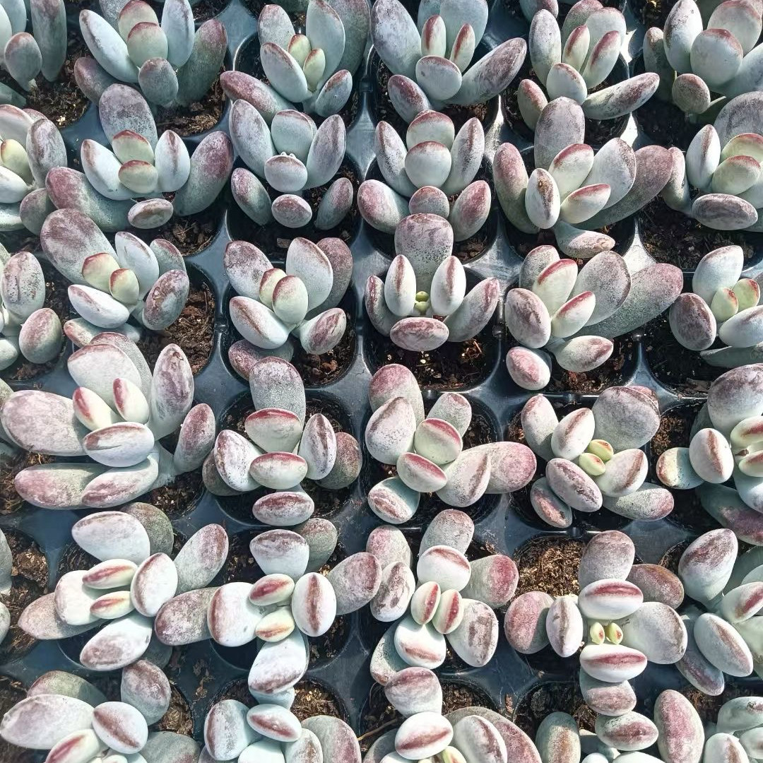 精品乒乓福娘20颗一组包邮 多肉植物基地批发防辐射南非盆栽肉肉