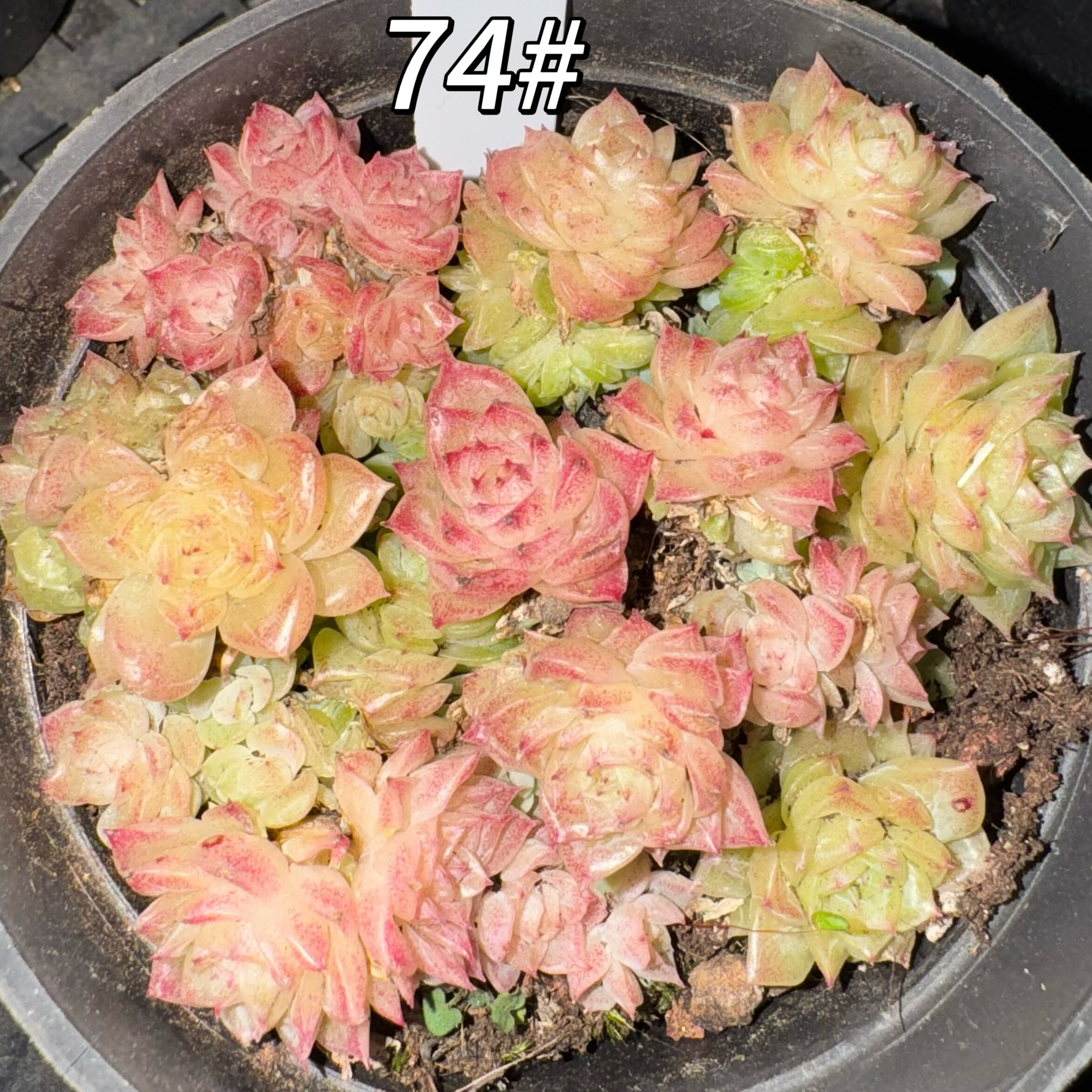 多肉稀有品种麦秆群 7cm盆口 不包整 拍2发3 一物一拍,鲜花速递/花卉仿真/绿植园艺,多肉植物,淘宝优惠券,粉丝福利购,淘宝优惠卷