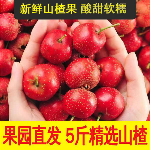 山楂果新鲜5斤鲜果大山楂