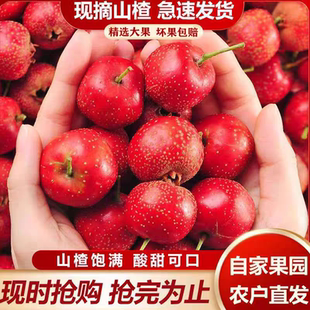 山楂新鲜大果新鲜山楂果鲜果红果鲜山楂山里红冰糖葫芦专用生山楂