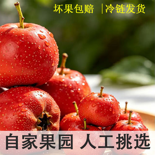 产地直发新鲜山楂坏果包赔