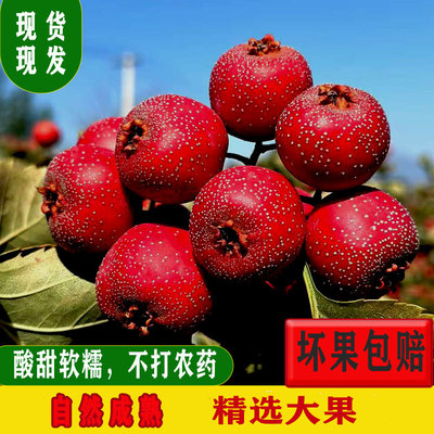 坏果包赔新鲜山楂人工挑选防挤压