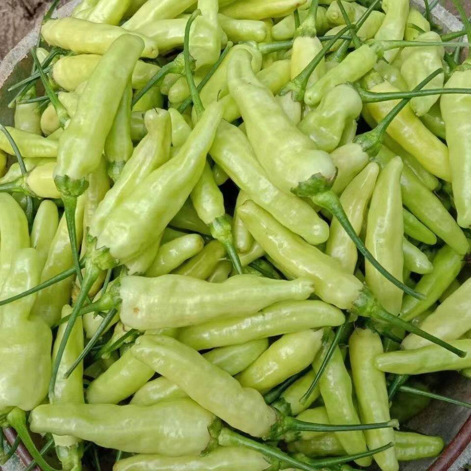 小米辣椒朝天椒特辣白皮小米椒农家自种蔬菜现摘现发9斤起批发