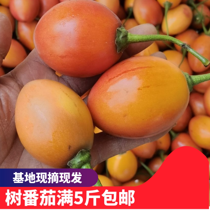 云南大树番茄自然熟果盘凉拌菜基地直发对接各大商超大批走量包邮
