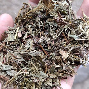 乌韭乌蕨 500g包邮 小叶鸡尾小金芯草金粉藤仙鹤尾凤尾 中药材