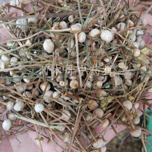 谷精草 500g珍珠草 谷精珠 谷精子 鱼眼草天星草 灌耳草茶 佛顶珠