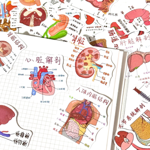 108张手账笔记贴画桌面防水医学生人体解剖学知识贴纸diy手机装饰