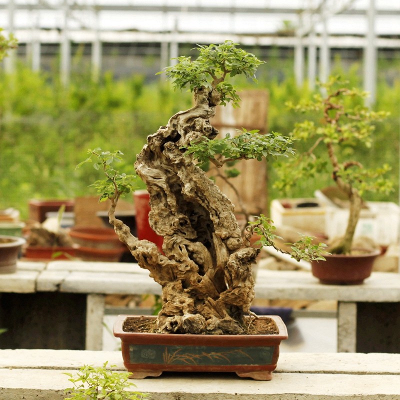 造型老桩盆景黄荆疙瘩精品桩阳台庭院造景绿植盆栽孤品