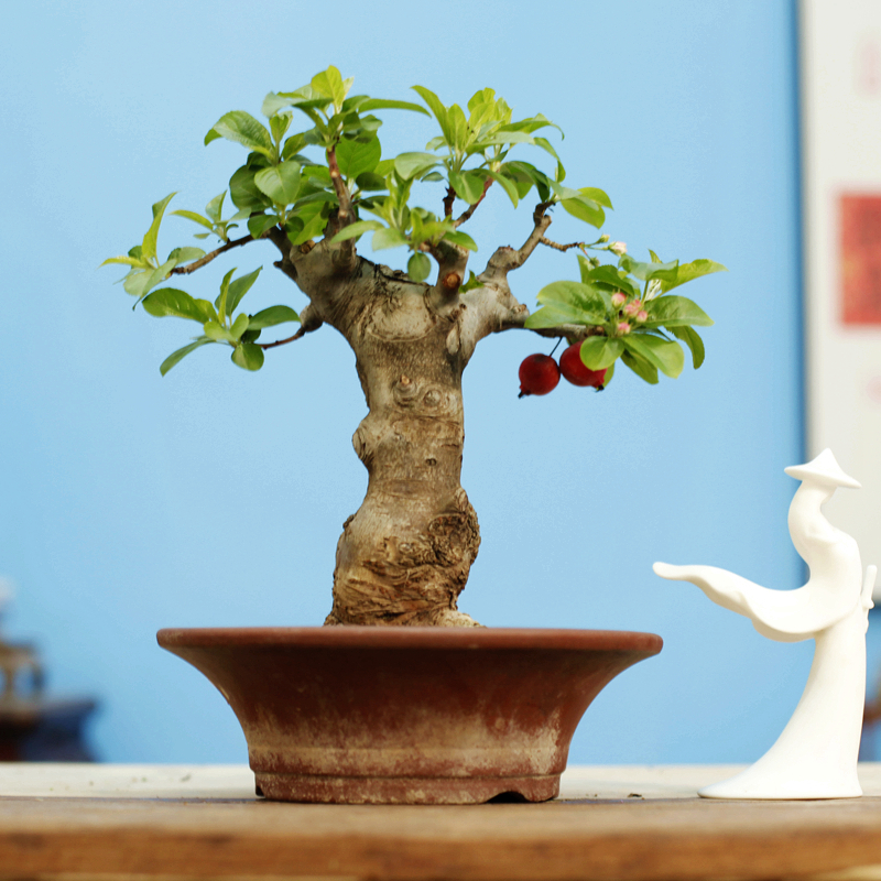 冬红果盆景海棠系列之长寿果阳台庭院精品盆栽树桩亚当贵人果老桩