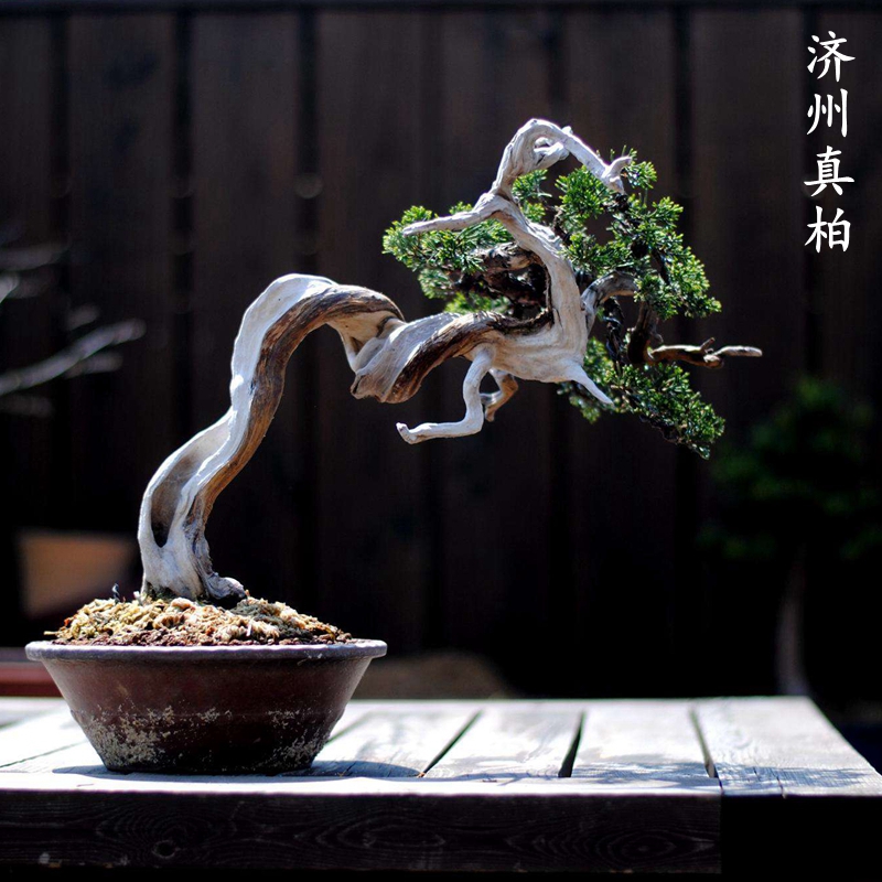 精品造型济州真柏四季常青小盆栽