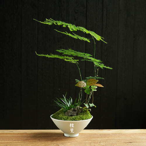 植觉文竹礼盒款绿植盆栽