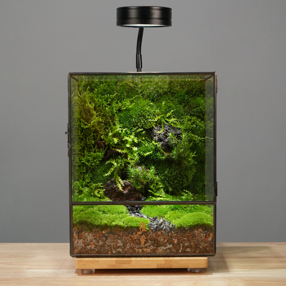植觉先生 | 入林森 顺丰发货 | 森林生态微景观室内苔藓微景观