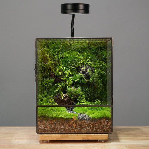 植觉苔藓森林苔藓生态盒送礼礼盒