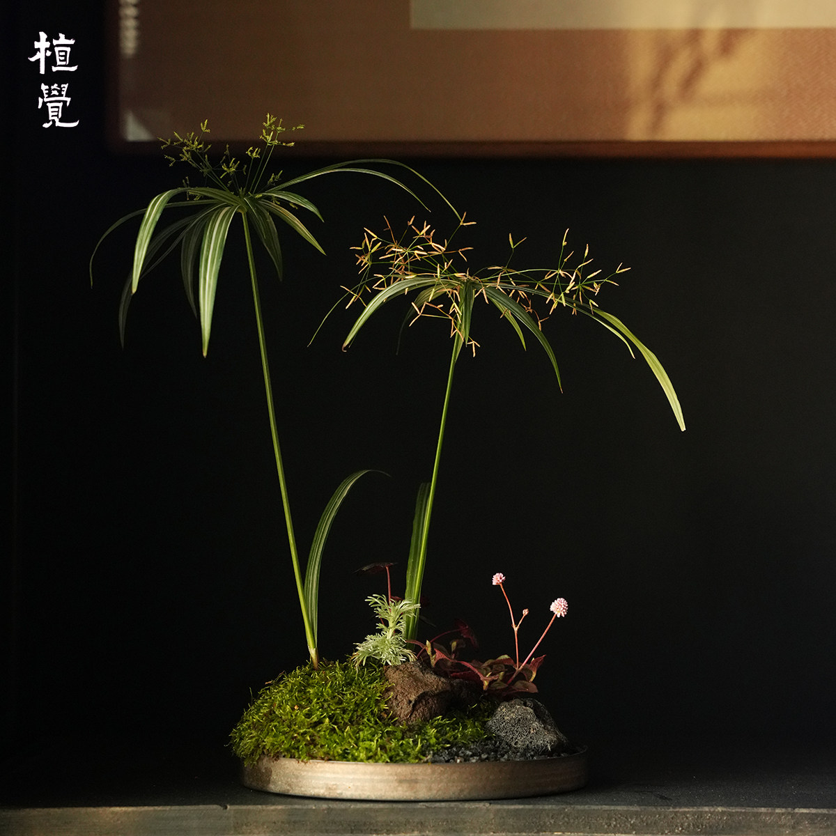植觉|烟霞墨韵|山野植物
