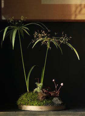 植觉 | 烟霞墨韵 | 旱伞草姬犬蓼山野植物办公室绿植盆栽礼物