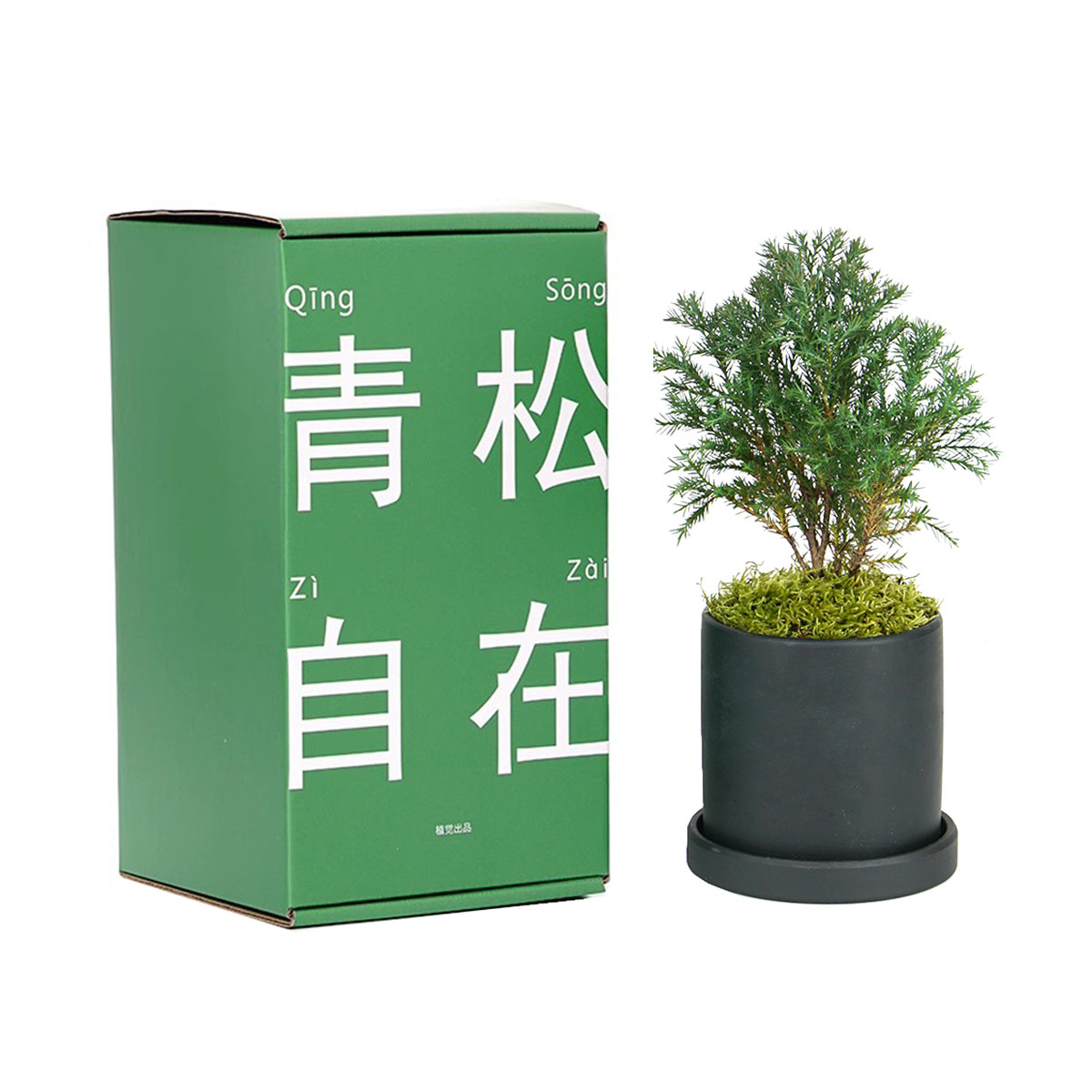 植觉|青松自在顺丰发货|放青松办公桌桌面绿植盆栽送礼礼物_虎窝淘