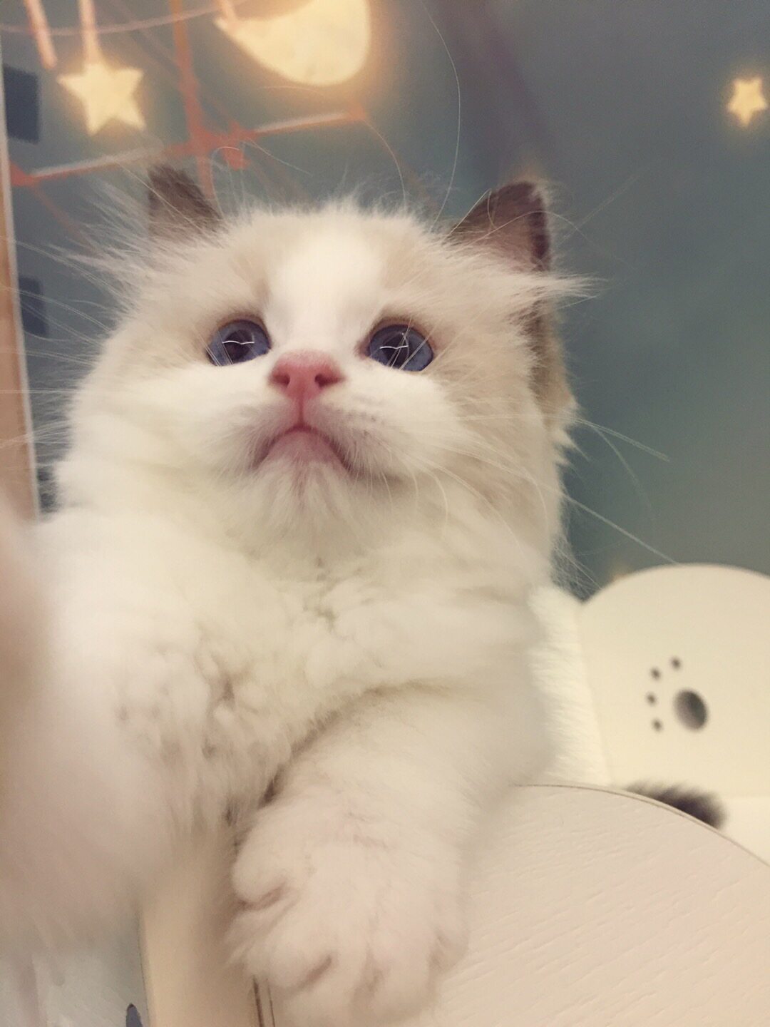 【已有新家-石家庄】布偶猫波斯系海双母猫高手套基因繁育级