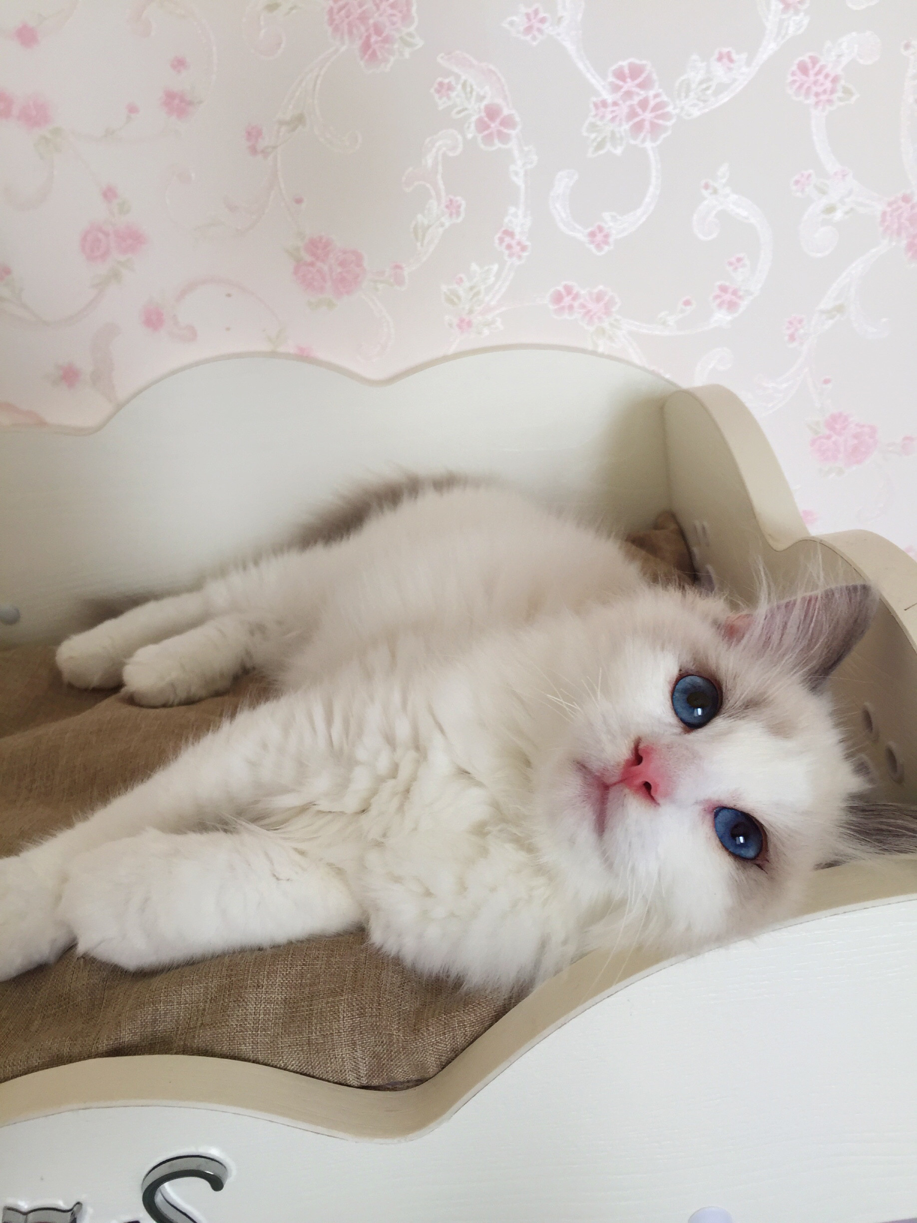 【已有新家-天津】果汁家布偶猫舍蓝双色dd公猫宠物级已绝育