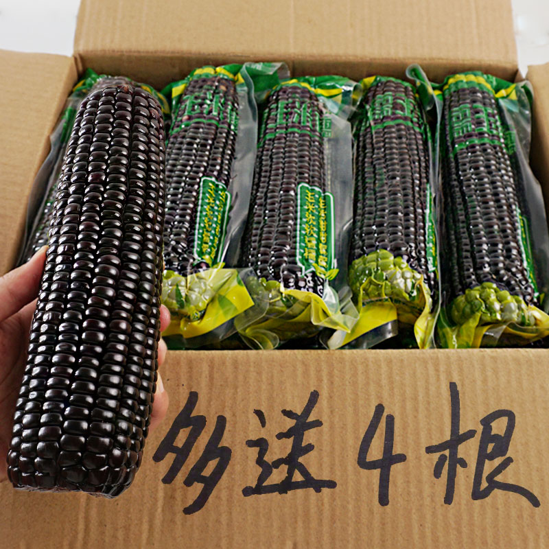 【10送4】黑玉米新鲜现摘东北甜糯玉米真空紫黏粘玉米即食棒粒