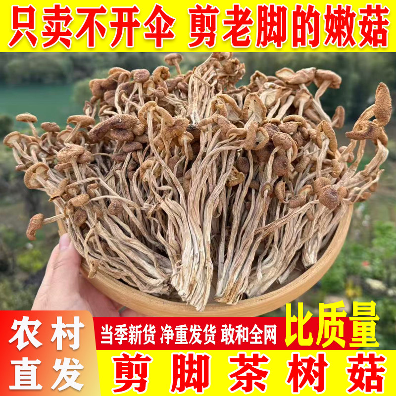 农家特产剪脚不开扇茶树菇