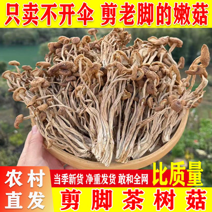 新货茶树菇干货剪脚不开伞新鲜茶树菇菌菇蘑菇食用菌香菇类煲汤料